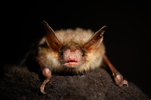 The greater mouse-eared bat, Myotis myotis, is a species of bat native to many countries throughout Europe.