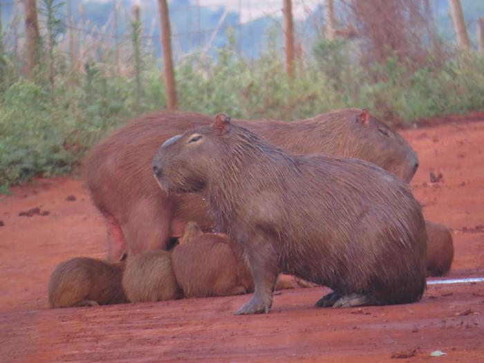 capybaras