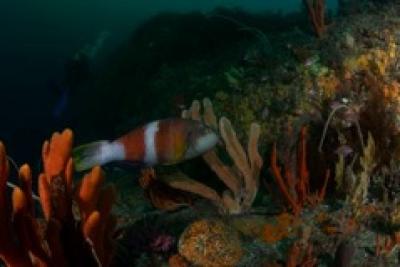 Rocky Reef Community in Southeast Tasmania