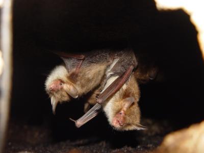 Sex Is the Ultimate Risky Business (for Flies in Bat Territory, that Is) (1 of 2)