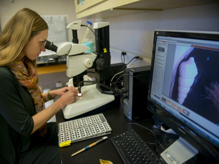 Looking at Invertebrates in the Lab