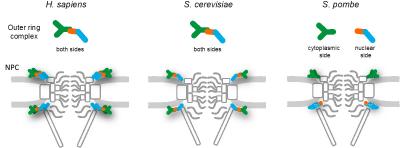 Schematic Drawings