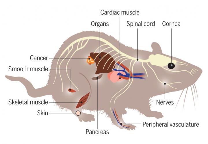 Expanding Optogenetics' Reach Beyond the Brain