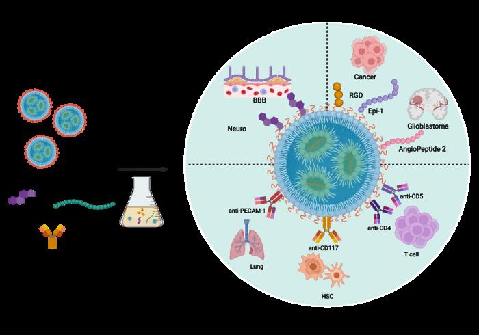 Fig. 6 Surface modification strategies for tissue targeting of LNP-mRNA.