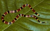 Defensive venom? Some coral snakes (Micrurus) have specifically pain-inducing toxins in their venoms
