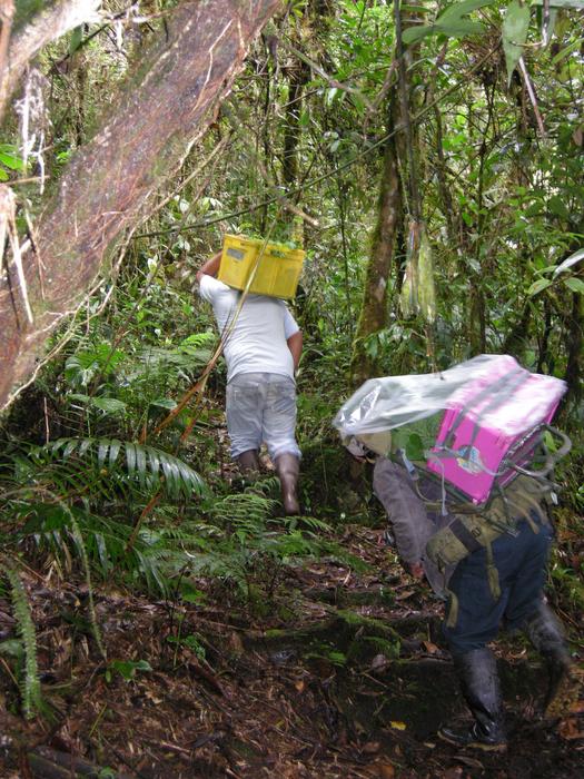 Transplanting tree seedlings in the tropical montane forest