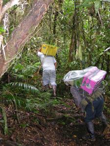 Transplanting tree seedlings in the tropical montane forest