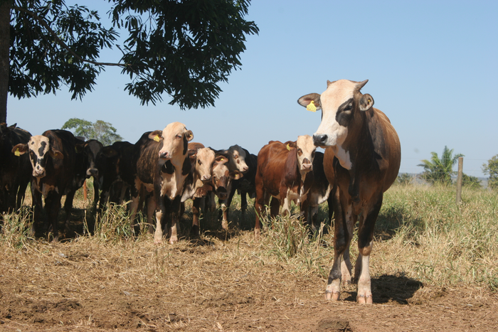How Cattle Ranchers in Brazil Could Help Reduce Carbon Emissions
