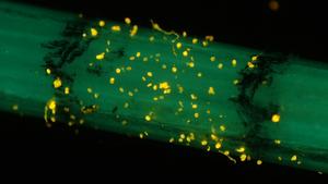 Fluorescent pollen grains on the bill of a hummingbird skull