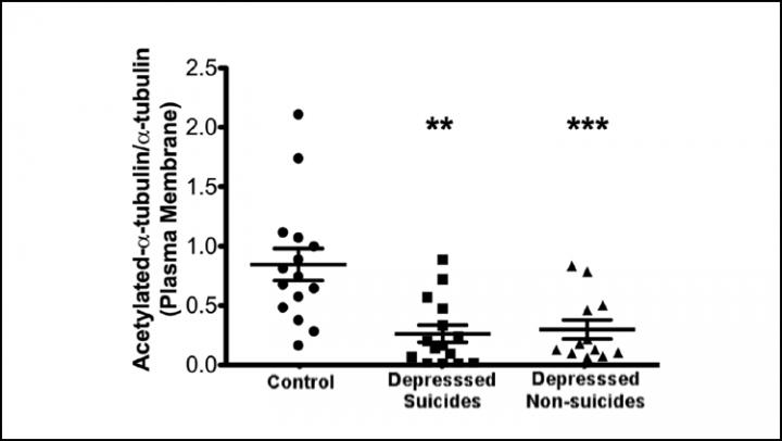 Structural Protein May Be New Marker of Depression