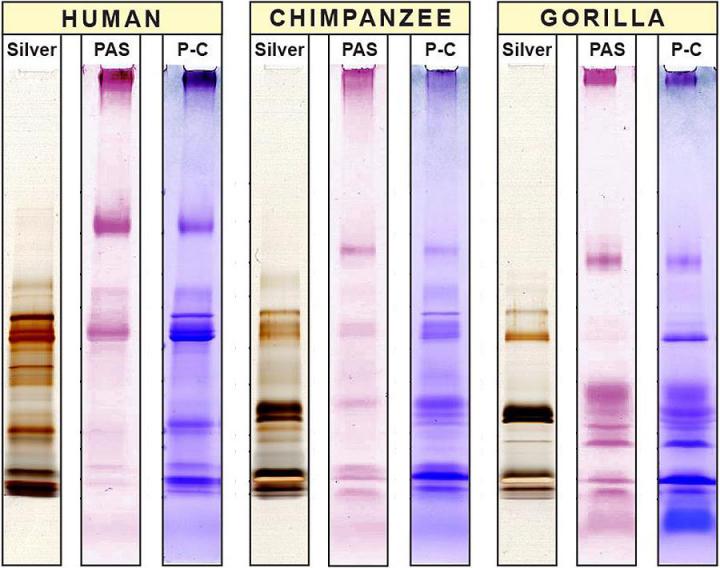 Differences in Salivary Proteins in Humans, Chimpanzees and Gorillas