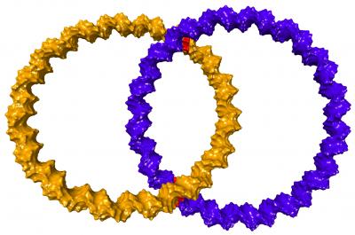 DNA-Catenan