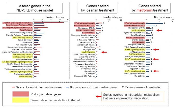 Metformin affects intracellular metabolism and has a different mechanism of action than losartan