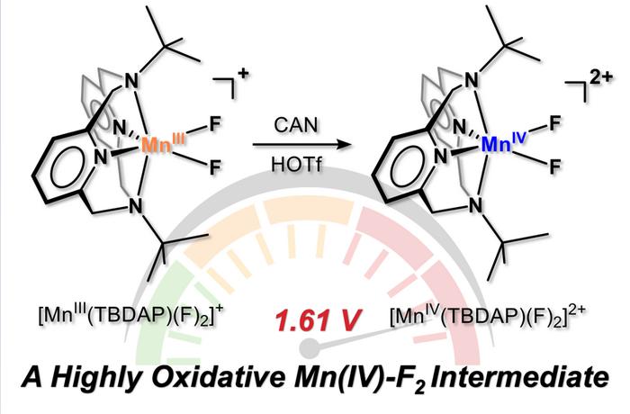 Schematic image showing a highly oxidative Mn(IV)-F2 intermediate.