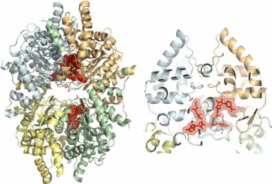 3D structure of protein deoxyhypusine synthase - Brugia malayi