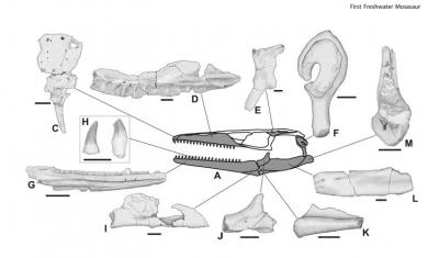Skeletal Anatomy of <i>Pannoniasaurus inexpectatus</i>