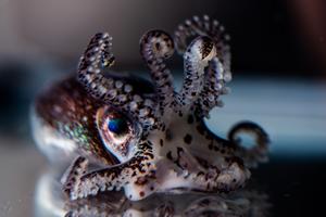 Hummingbird bobtail squid (Euprymna berryi)