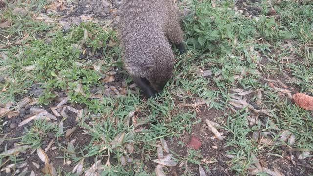 Mongoose Eating Termites