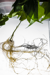 Bean plant with electronic roots