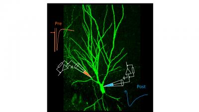 Mossy fiber synapse in the hippocampus