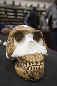 <i>Homo naledi</i> Skull
