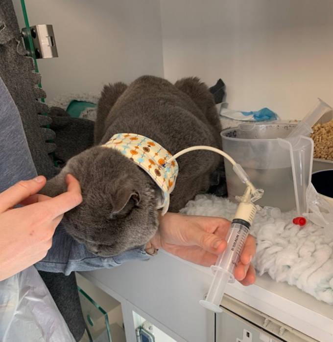 Inappetent feline patient