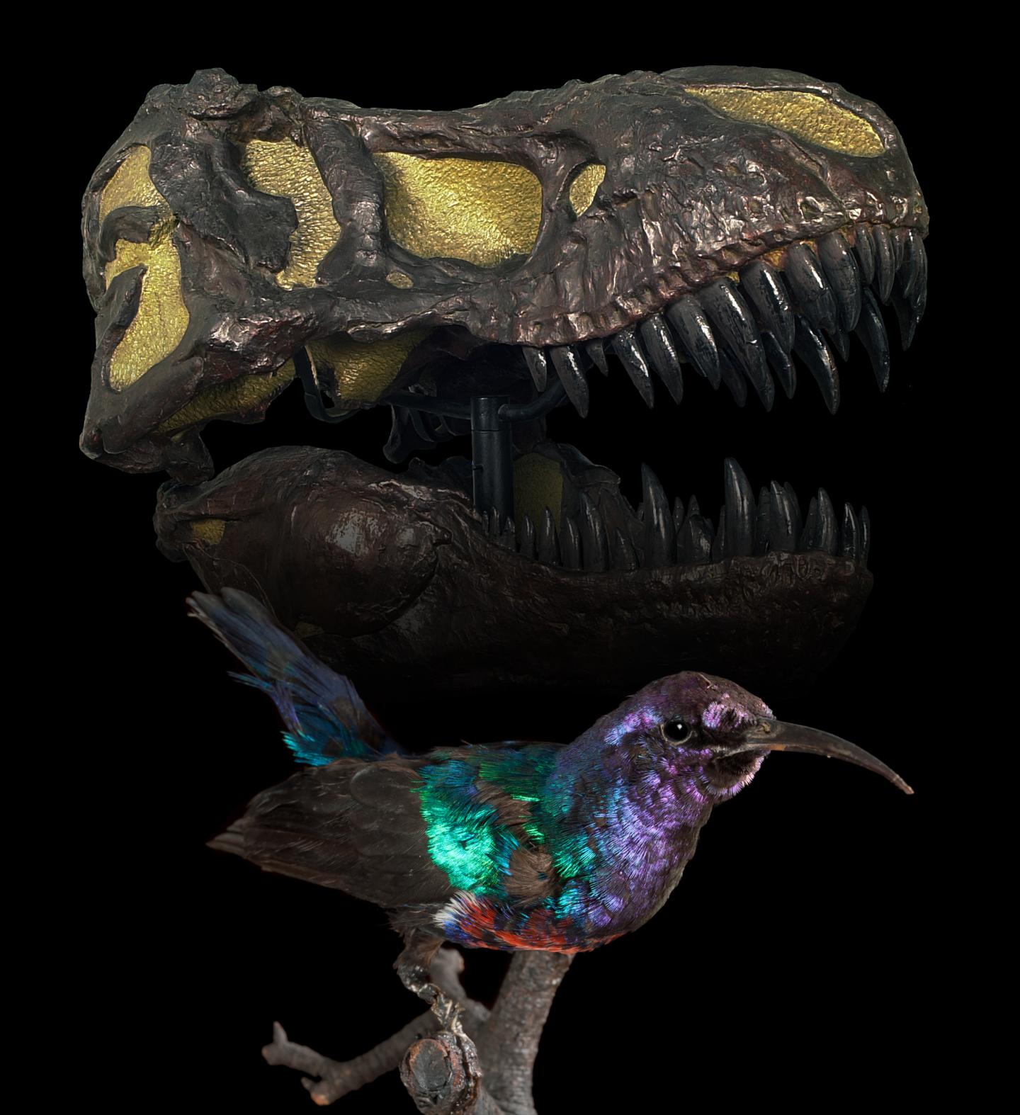 <i>Cinnyris habessinicus</i>, Shining Sunbird