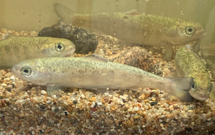 Salmon fry [IMAGE] | EurekAlert! Science News Releases