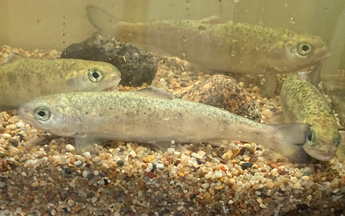 Salmon Fry IMAGE EurekAlert Science News Releases