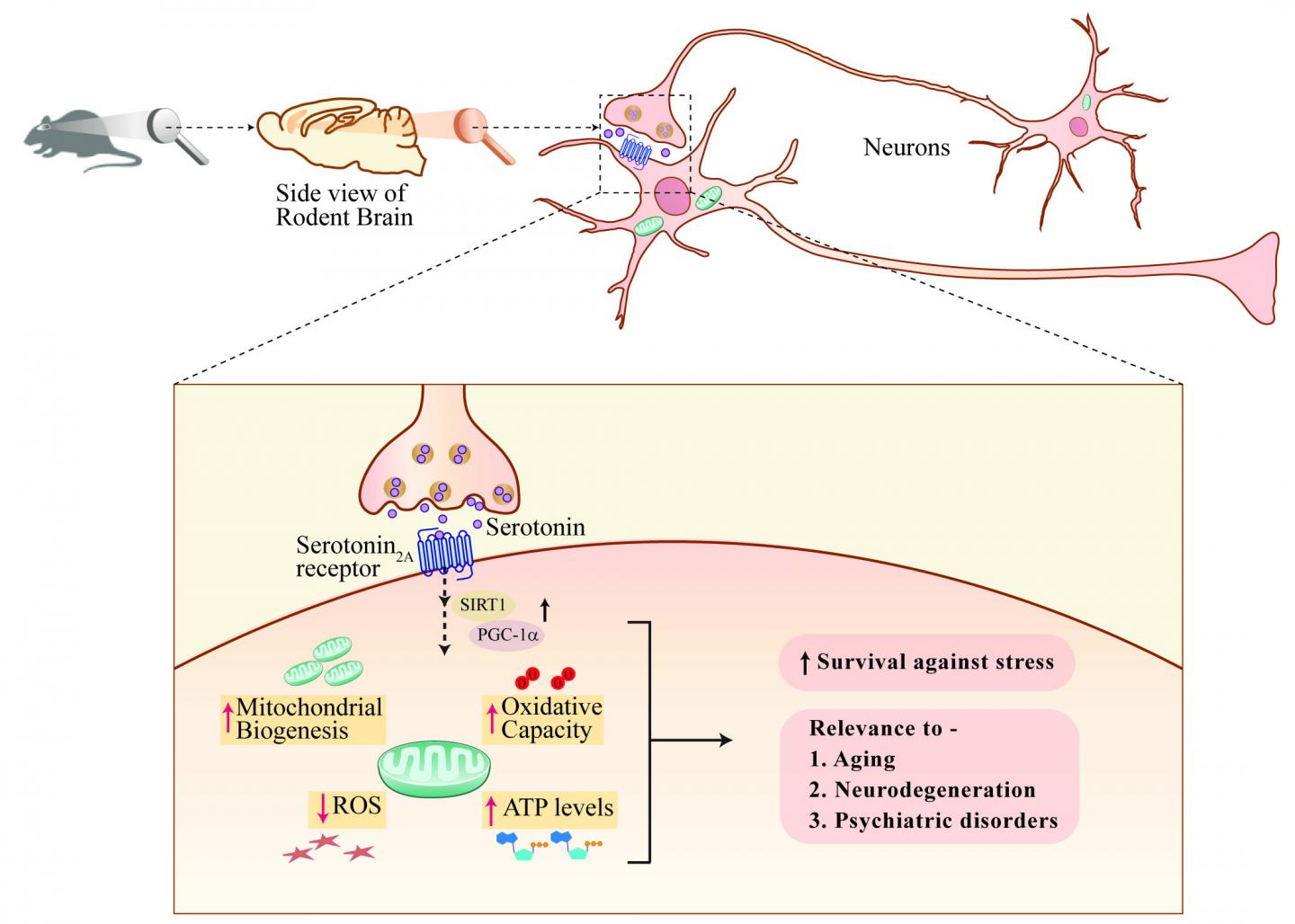 Serotonin Action On Neuronal Mitochondria