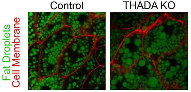 THADA Fly Fat Droplets