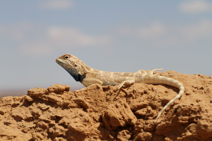 Trapelus savignii, Egyptian sand agama; Vulnerable