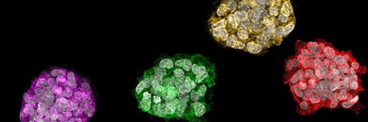 Molecular Flags on Human Stem Cells