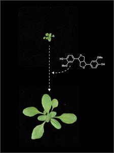 Rescuing growth deficit in plants with altered lignin composition