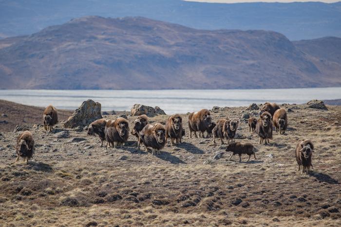 Muskoxen on Greenland tundra