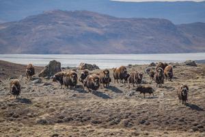 Muskoxen on Greenland tundra