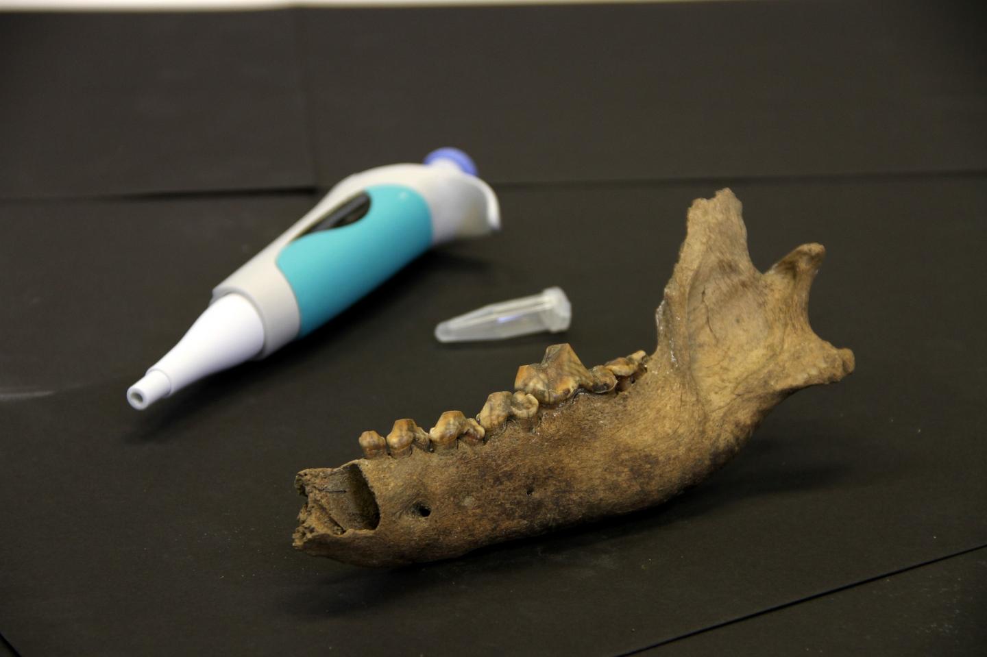 Ancient Taimyr Wolf  Bone  (size comparison)