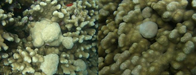 Coral Reefs Composite