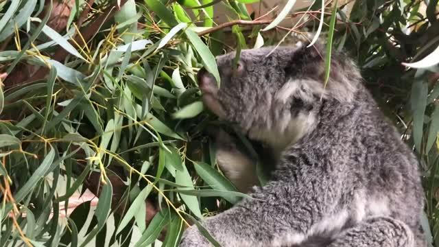 Koala Genome Cracked in World-First