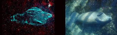 Meet the Manatee Nebula