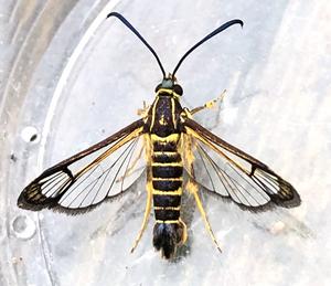 Carmenta brachyclados female live