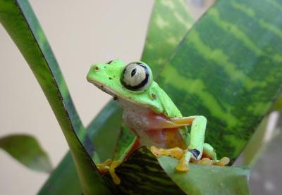 <i>Hylomantis lemur</i>