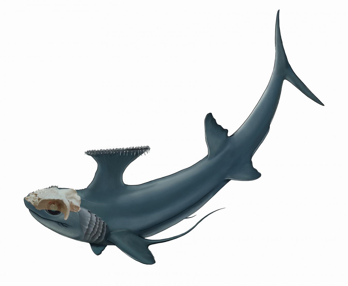 <em>Dwykaselachus oosthuizeni</em> Reconstruction
