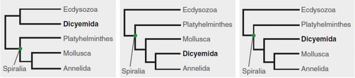 Various Classifications of Dicyemida in Previous Studies
