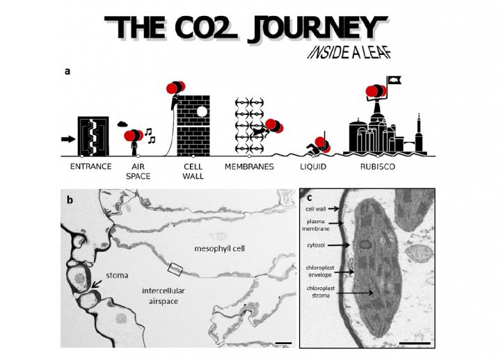 Following the Co2 joruney through the plant cell tio improve crop yields