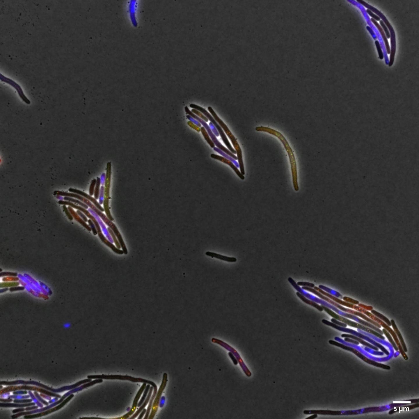 Elongation of bacteria due to inhibition of division is caused by the bacteriophage protein