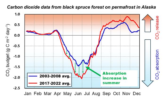 Carbon dioxide budget from black spruce forest on permafrost in Alaska