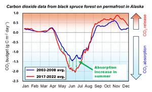 Carbon dioxide budget from black spruce forest on permafrost in Alaska