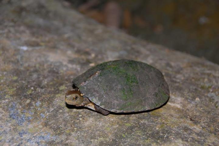 Four-eyed turtle captured in Pu Mat National Park, central Vietnam