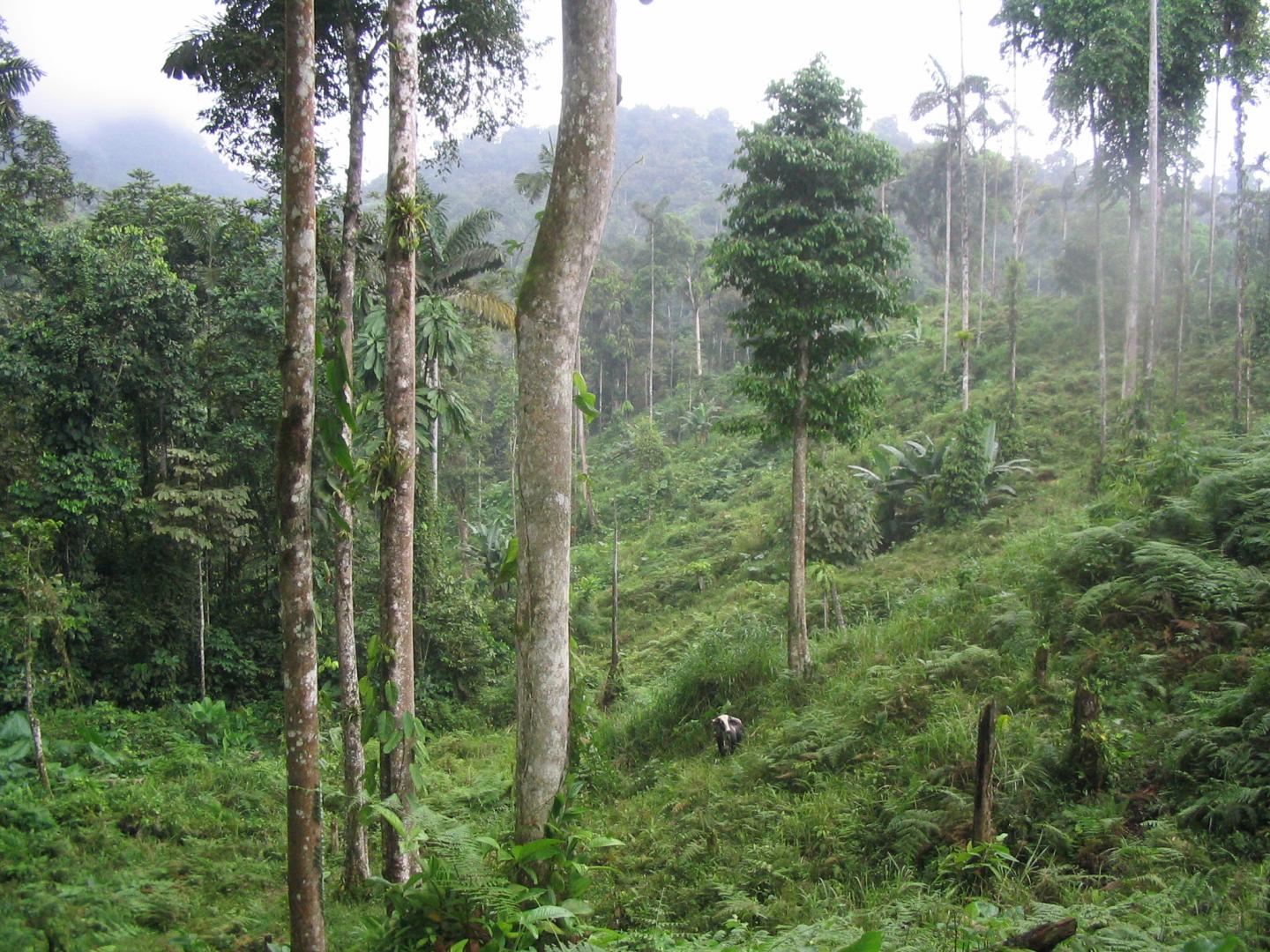 A Pasture Adjacent to Mature Rainforest in Ecuador